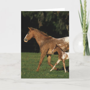Carte Appaloosa