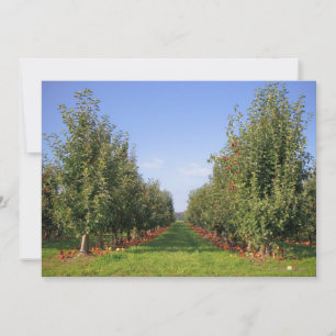 Carte Apple Orchard