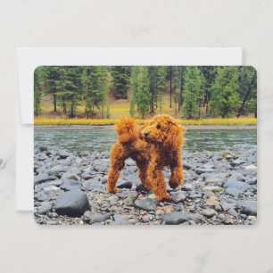Carte Apricot Poodle - Cadeau Personnalisable