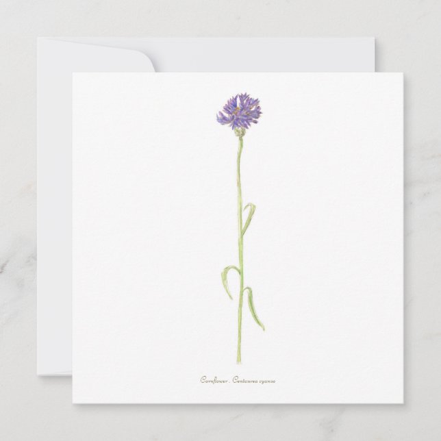 Carte Aquarelle de Cornflower (Devant)