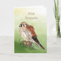 Aquarelle Faucon du Kestrel Faucon du Bruant Fauco