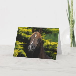 Carte Arabian Stallion