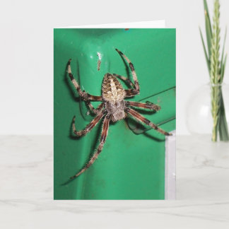 Carte Araignée 7704 - Vertical