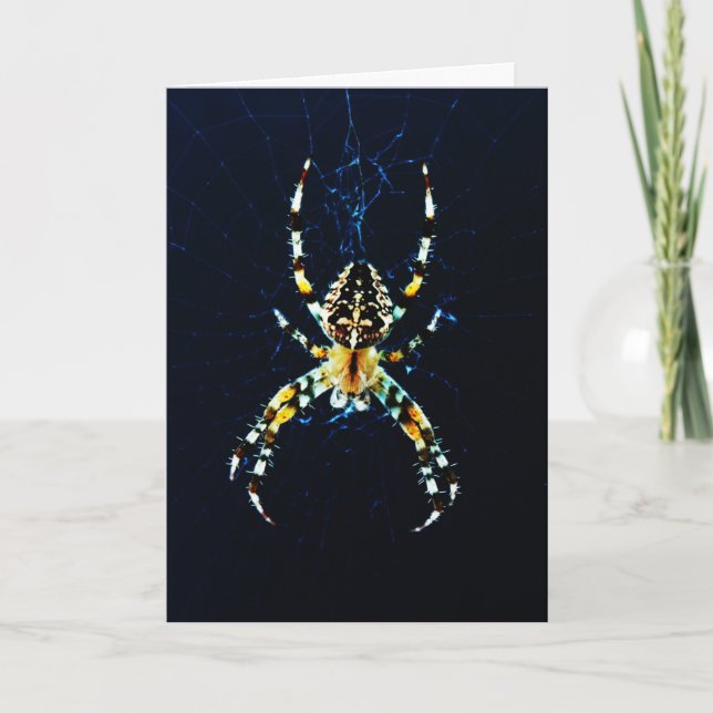 Carte Araignée de jardin européenne gcnm (Devant)