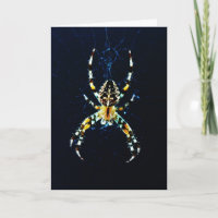 Araignée de jardin européenne gcnm
