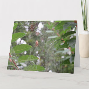 Carte Araignée en attente