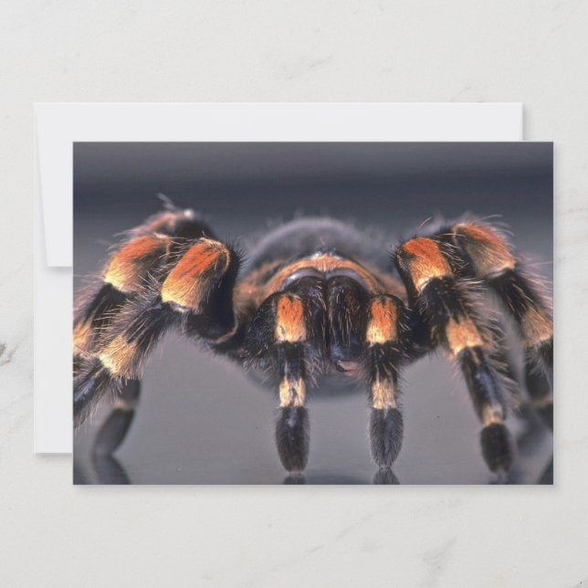 Carte Araignée Tarantula effrayante (Devant)