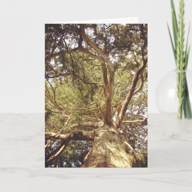 Carte Arbre (Devant)