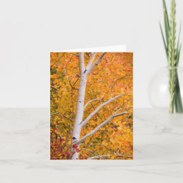 Carte Arbre à peuplier jaune
