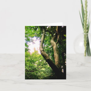 Carte Arbre à vent