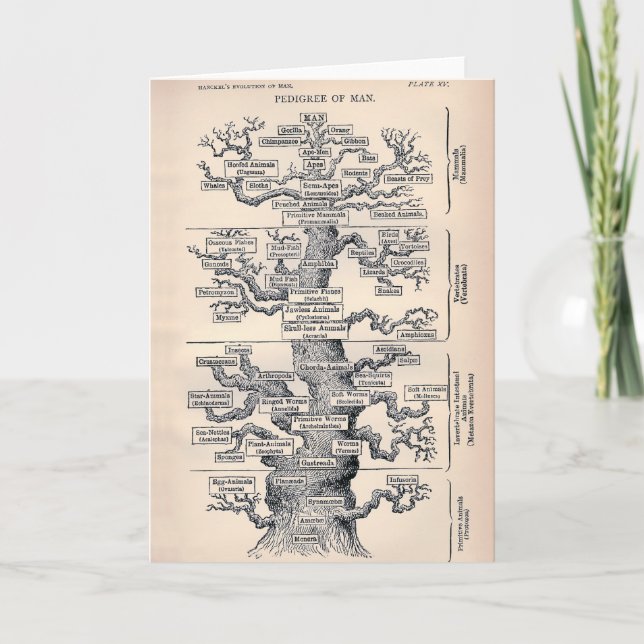 Carte Arbre De Vie / Pégdigree De L'Homme (Devant)