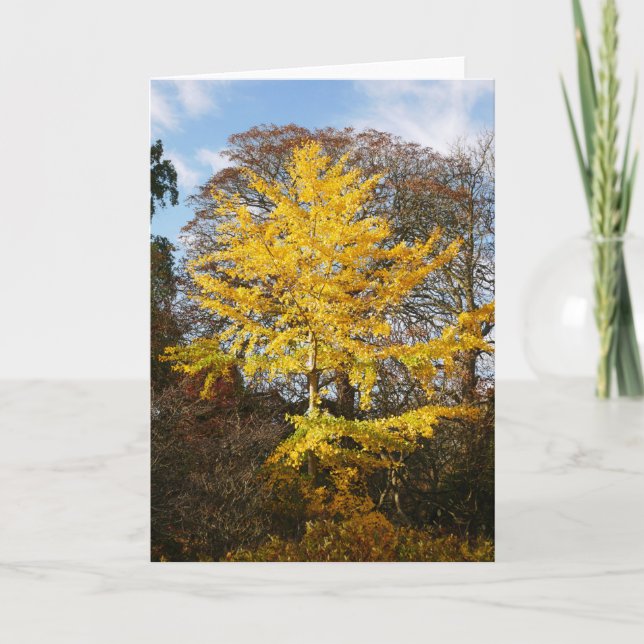 Carte Arbre Ginkgo Biloba (Devant)