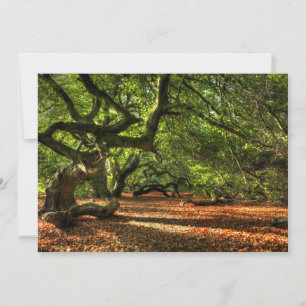 Carte Arbres tordus de Lavizzara