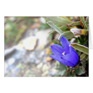 Carte arctique de campanule