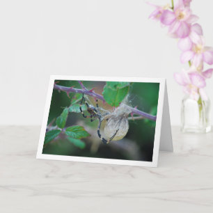 Carte Argiope bruennichi, araignée de guêpe et oeuf