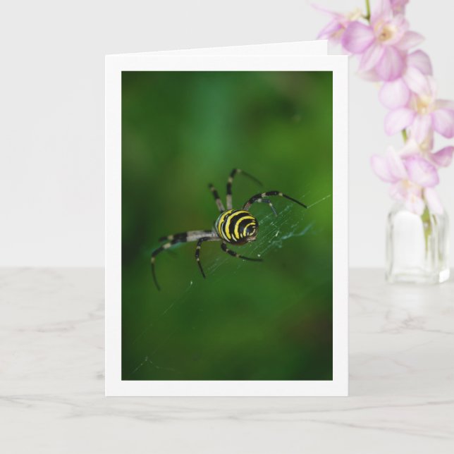 Carte Argiope bruennichi, Guêpe araignée, Araignée de ja (Orchidée)