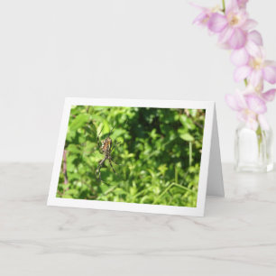 Carte Argiope bruennichi, Guêpe araignée, Araignée de ja