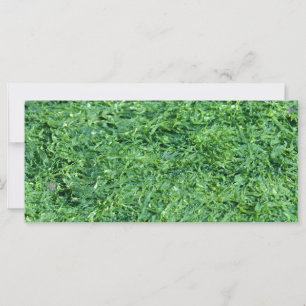 Carte Arrière - plan vert d'algues