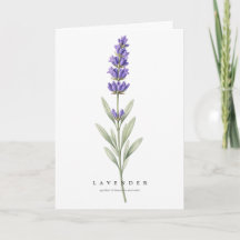 Art botanique de la lavande : symbole de dévotion