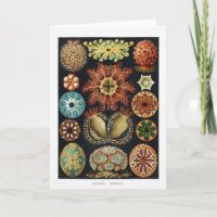 Ascidiae Starfish Poster vintage d'oursin