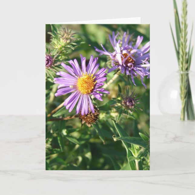 Carte Aster pourpre (Devant)