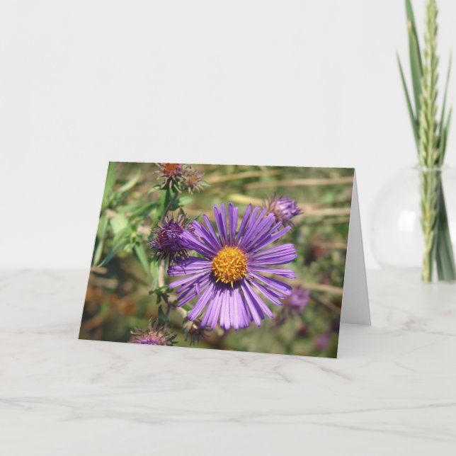 Carte Aster pourpre (Devant)
