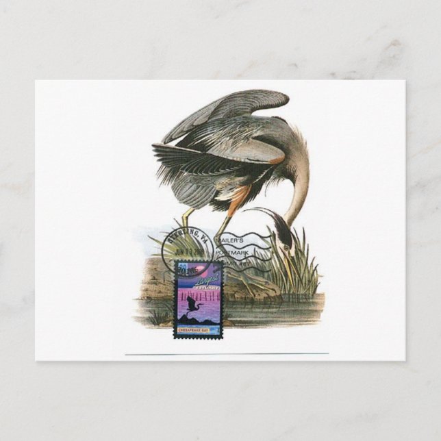 Carte Audubon au maximum du Grand Héron Bleu (Devant)