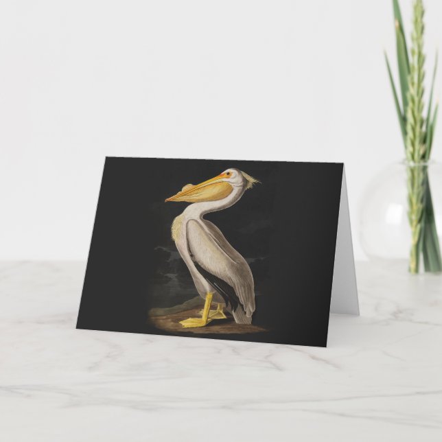 Carte Audubon White Pelican Bird Amérique (Devant)