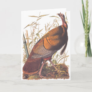 Carte Audubon Wild Turkey