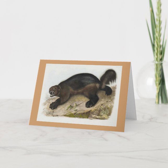 Carte Audubon - Wolverine (Devant)
