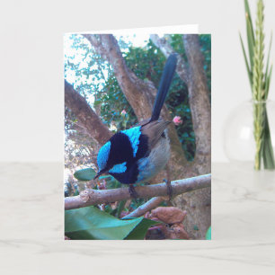 Carte Australian bird, Superb Fairy Wren.