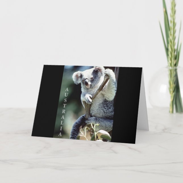 Carte Australie Koala Bear (Devant)
