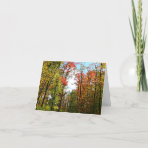 Carte Automnes Arbres et Ciel bleu Automne Photographie 