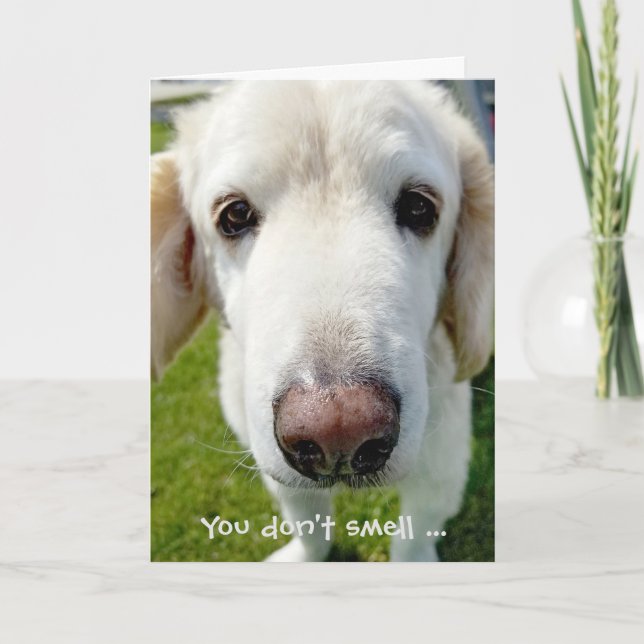 Carte avoir un vieux humour de naissance nez de chien (Devant)
