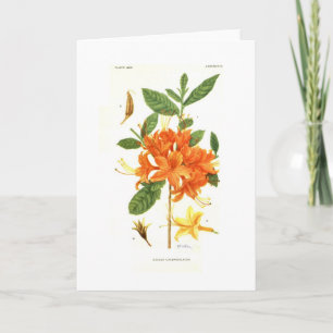 Carte Azalea calendulacea par Mary E Eaton