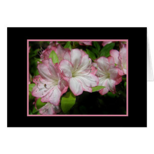 Carte Azalea rose et blanc