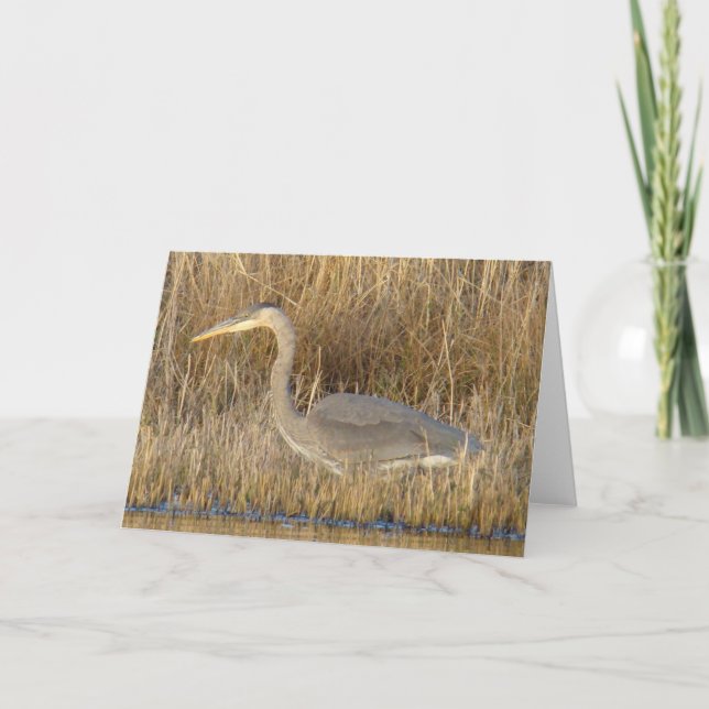 Carte B19 Heron bleu juvénile (Devant)