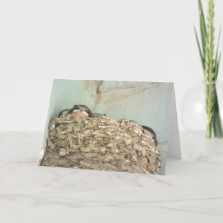 Carte Baby Barn Swallows
