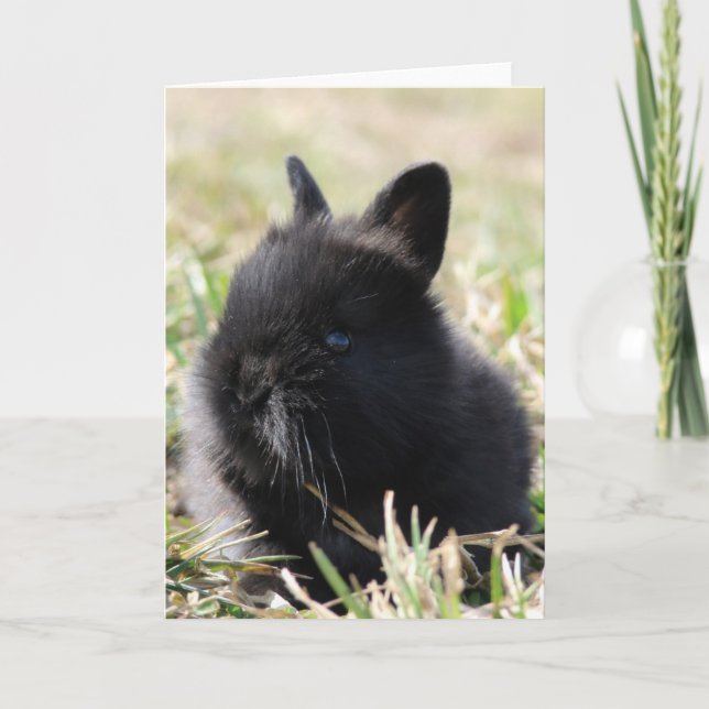 Carte Baby Bunny (Devant)