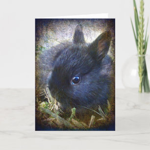 Carte Baby Lapin Lionhead Toutes les Occasions