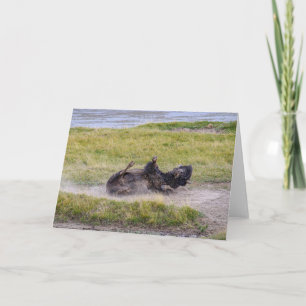 Carte Bain de poussière de bison, parc national de Yello