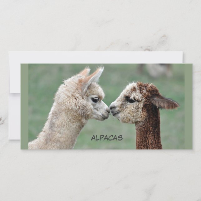 Carte Baiser Alpacas photo (Devant)