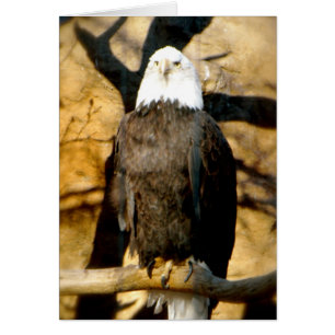 Carte Bald Eagle