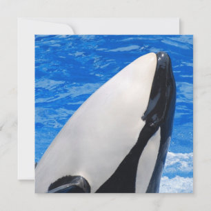 Carte Baleine tueuse