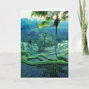 Carte Bali  Vue D'Ensemble Des Terrasses De Riz