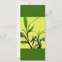 bambou chanceux feuilles vertes gardent leur calme