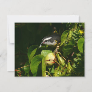 Carte Bananaquit Bird Mange Photographie tropicale