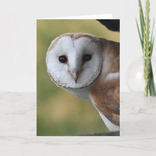 Carte Barn owl Ecosse
