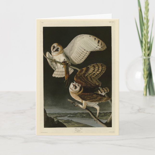 Carte Barn Owl (Tyto alba) Audubon's Birds of America (Devant)