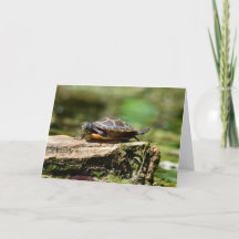 Bashful Turtle Birthday Card, 5x7